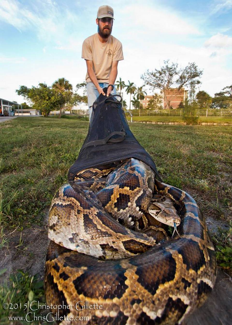 enorme-serpiente-pit-n-capturada-en-los-pantanos-everglades-de-florida